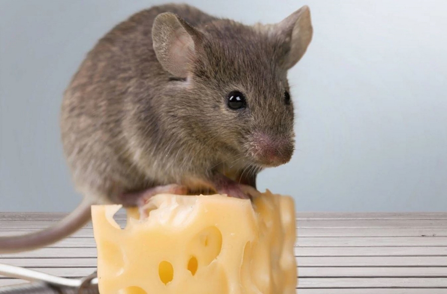 Ratten und Mäuse vertreiben Tipps