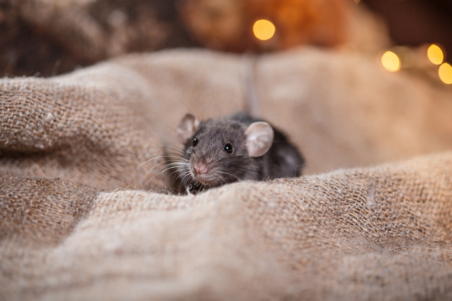 Ratten und Mäuse vorbeugen und fern fernhalten Tipps