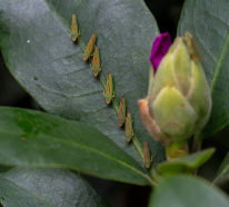 Rhododendronzikade bekämpfen mit 3 Hausmitteln
