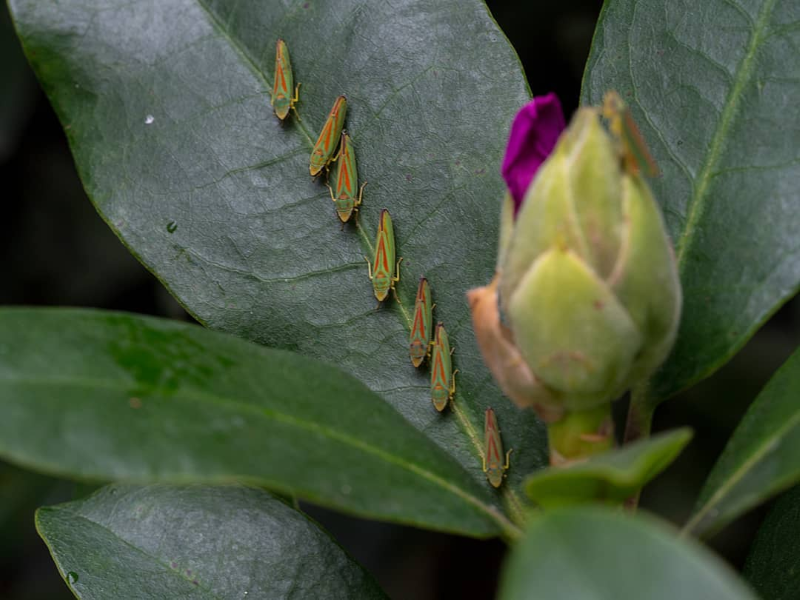Rhododendronzikade bekaempfen mit 3 Hausmitteln reihe von zikaden knospe