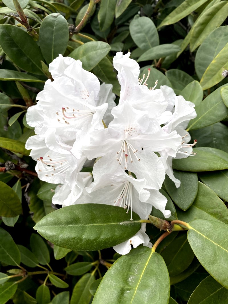 Rhododendronzikade bekaempfen mit 3 Hausmitteln rhododendron azalea weiss