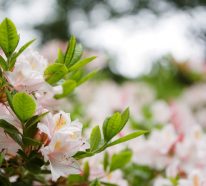 Rhododendronzikade bekämpfen mit 3 Hausmitteln