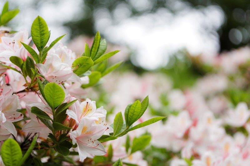 Rhododendronzikade bekaempfen mit 3 Hausmitteln schoene zierstraeucher im garten