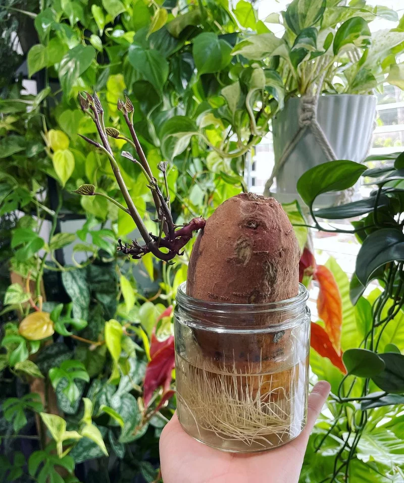 Suesskartoffeln pflanzen und pflegen – wichtige Zeitpunkte und Tipps batat vorziehen wasser