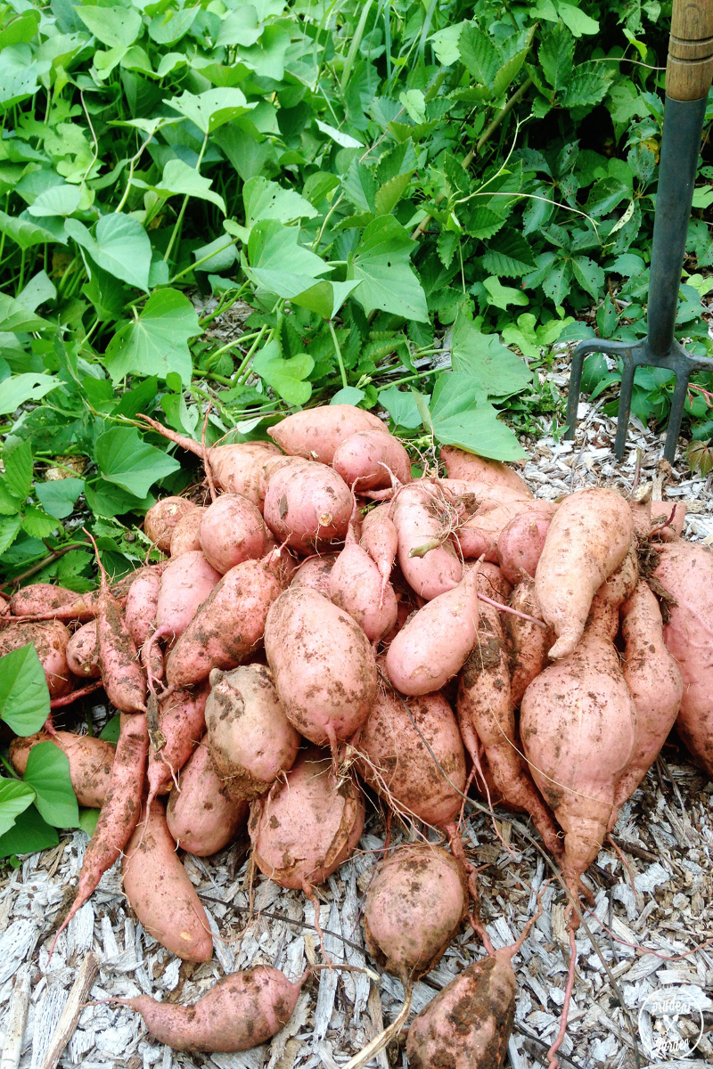 Suesskartoffeln pflanzen und pflegen – wichtige Zeitpunkte und Tipps erntezeit fuer suesskartoffel