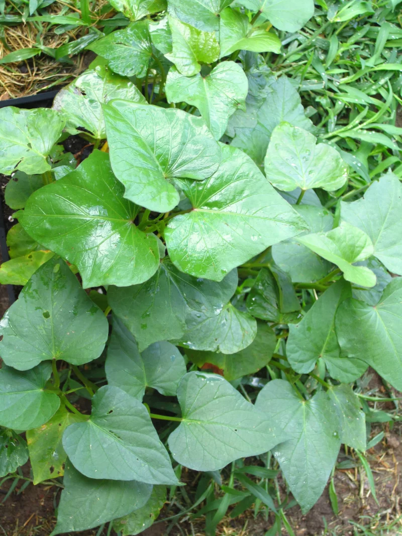 Suesskartoffeln pflanzen und pflegen – wichtige Zeitpunkte und Tipps interessante blaetter wuchs