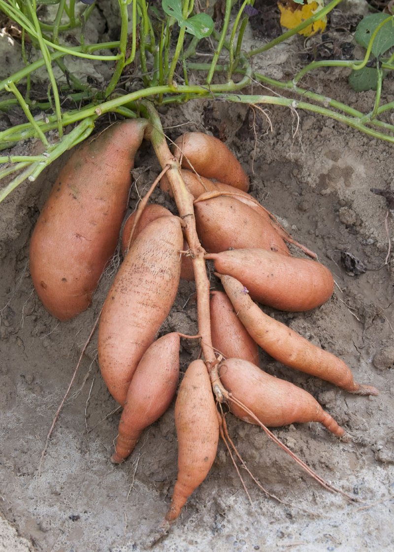 Suesskartoffeln pflanzen und pflegen – wichtige Zeitpunkte und Tipps kartoffel exotisch anbauen