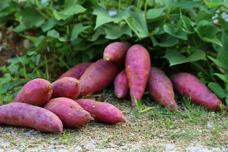 Suesskartoffeln pflanzen und pflegen – wichtige Zeitpunkte und Tipps lila suesskartoffel sorte