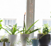 5 Tipps für gesunde Zimmerpflanzen – Basic-Wissen für Anfänger