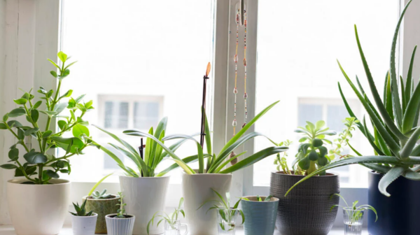 Tipps für gesunde Zimmerpflanzen auf der Fensterbank nicht viel gießen