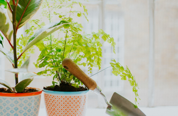 Tipps für gesunde Zimmerpflanzen einfache Regeln befolgen schöne Pflanzen zu Hause haben