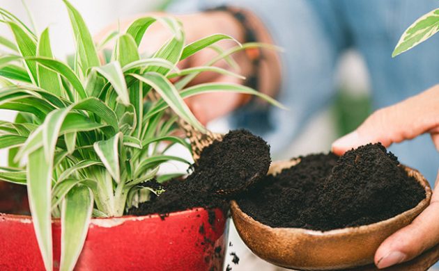 Tipps für gesunde Zimmerpflanzen grüne Mitbewohner umtopfen mehr Blumenerde hinzufügen