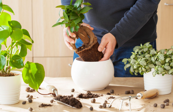 Tipps für gesunde Zimmerpflanzen umtopfen macht Spaß
