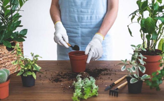 Tipps für gesunde Zimmerpflanzen vermehren verschiedene Methoden clevere Vermehrungstipps