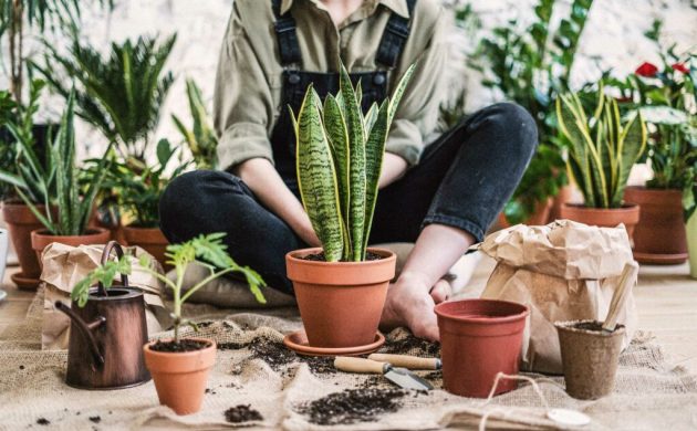 Tipps für gesunde Zimmerpflanzen vermehren verschiedene Vermehrungsmethoden