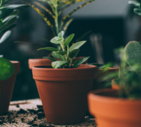 5 Tipps für gesunde Zimmerpflanzen – Basic-Wissen für Anfänger