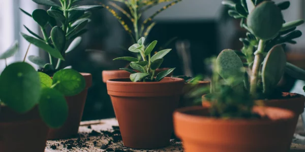 Tipps für gesunde Zimmerpflanzen verschiedene Dünger für blühende und für grüne Pflanzen