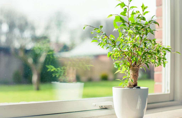 Tipps für gesunde Zimmerpflanzen weißer Blumentopf Benjamin kleine grüne Blätter