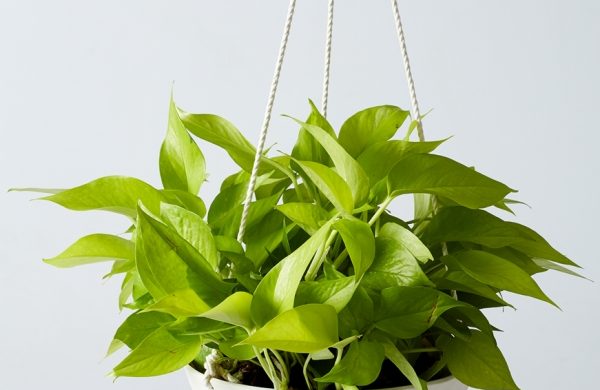 Trockenresistente Zimmerpflanzen Efeutute in Blumenampel hängende grüne Blätter