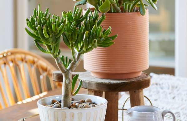 Trockenresistente Zimmerpflanzen Geldbaum ein Muss in jedem Zuhause bringt Glück Geld