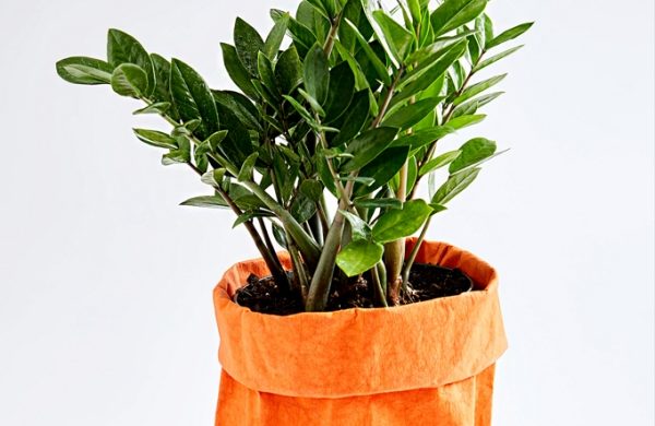 Trockenresistente Zimmerpflanzen Zamioculcas im Topf orangefarbener Sack darüber sattgrüne Blätter leicht glänzend