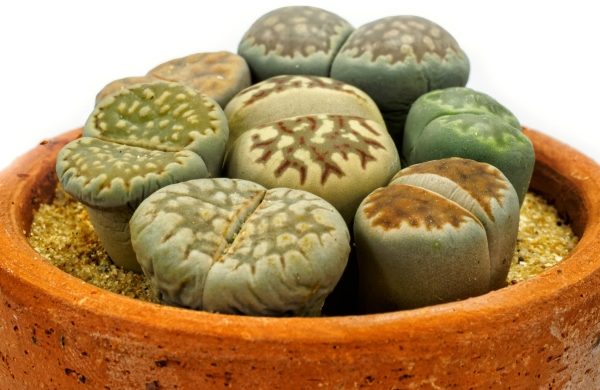 Trockenresistente Zimmerpflanzen lebende Steine ein Wunder der Natur
