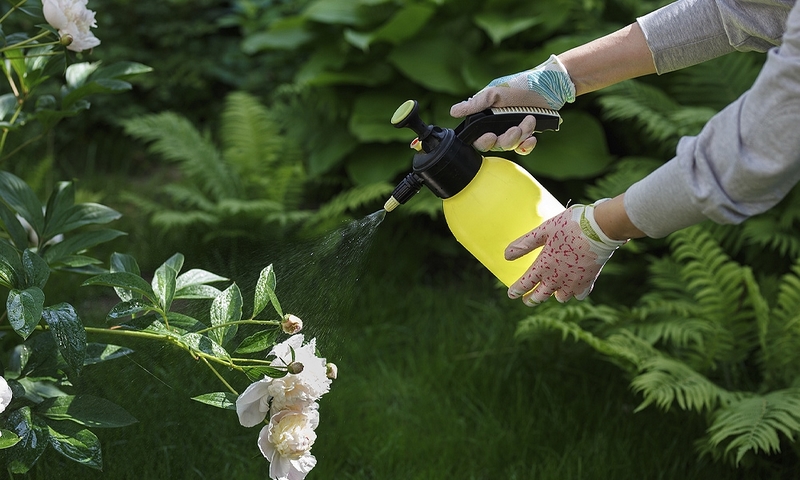 Waschbaeren im Garten erkenenn und vertreiben Tipps gegen Gartenschaedlinge