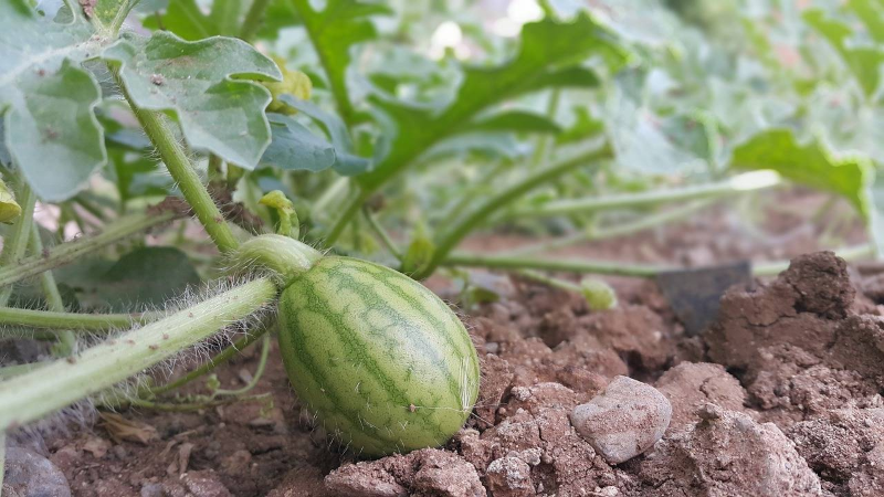 Wassermelone pflanzen, pflegen und ernten – 6 wichtige Tipps baby wassermelone am stiel