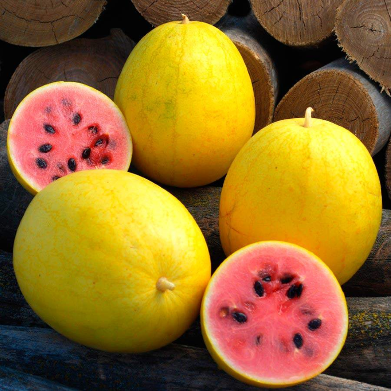 Wassermelone pflanzen, pflegen und ernten – 6 wichtige Tipps golden midget sorte gelb und rot