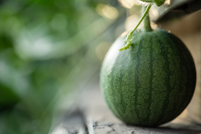 Wassermelone pflanzen, pflegen und ernten – 6 wichtige Tipps junge unreife wassermelone am stiel
