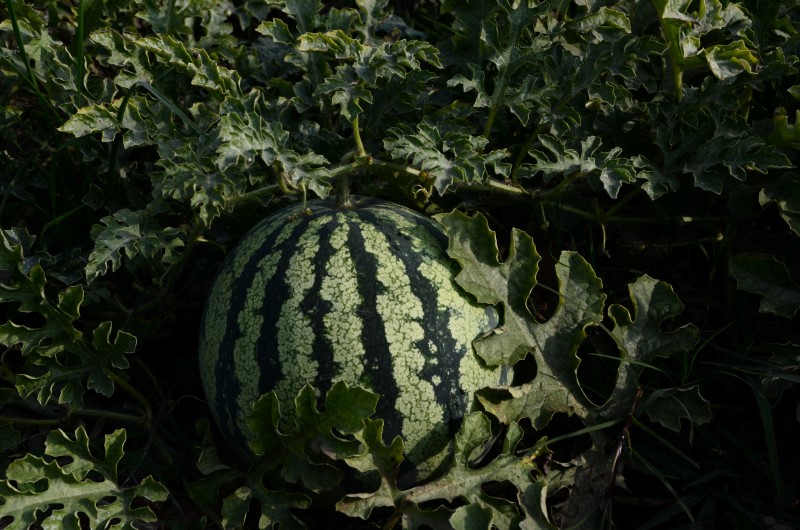 Wassermelone pflanzen, pflegen und ernten – 6 wichtige Tipps leckere wassermelone selber anbauen
