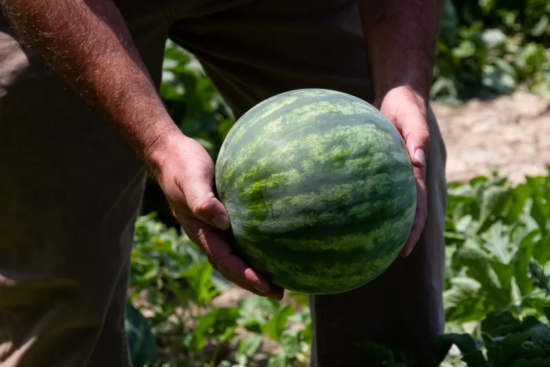 Wassermelone pflanzen, pflegen und ernten – 6 wichtige Tipps melonen entdlich ernten