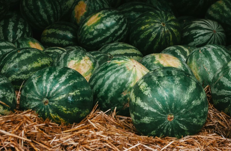 Wassermelone pflanzen, pflegen und ernten – 6 wichtige Tipps melonen ernten reife erkennen