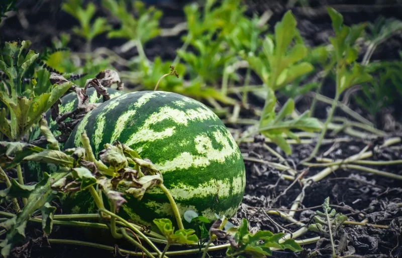 Wassermelone pflanzen, pflegen und ernten – 6 wichtige Tipps melonen im eigenen garten