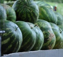 Wassermelone pflanzen, pflegen und ernten – 6 wichtige Expertentipps