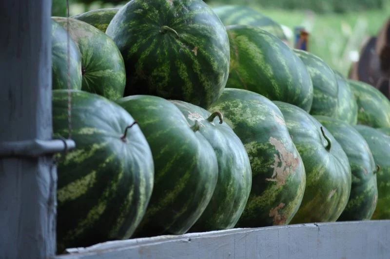 Wassermelone pflanzen, pflegen und ernten – 6 wichtige Tipps reife melonen erkennen