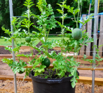 Wassermelone pflanzen, pflegen und ernten – 6 wichtige Expertentipps