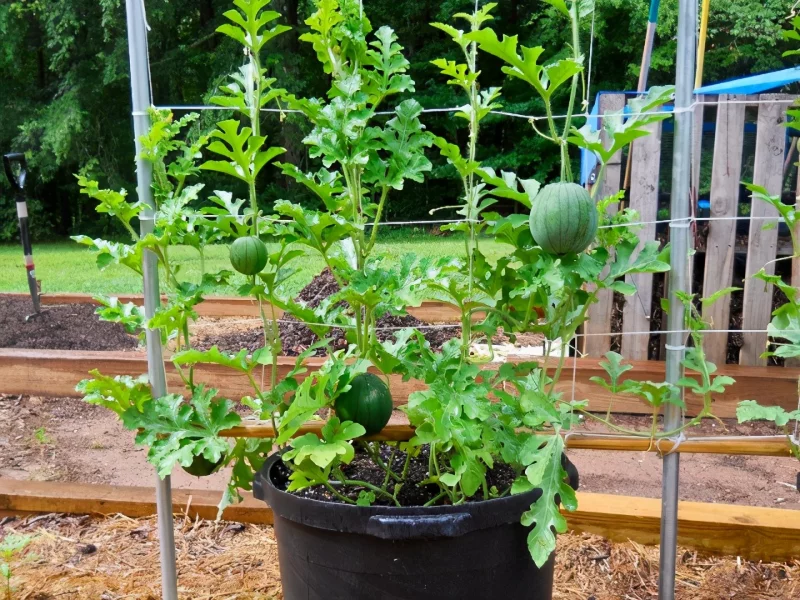 Wassermelone pflanzen, pflegen und ernten – 6 wichtige Tipps wassermelon im topf anbauen
