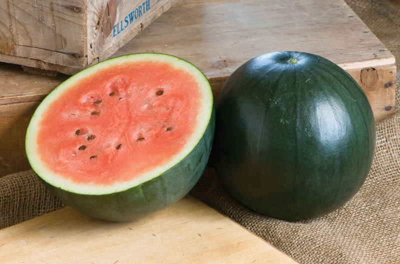 Wassermelone pflanzen, pflegen und ernten – 6 wichtige Tipps zwergsorte sugar baby melone