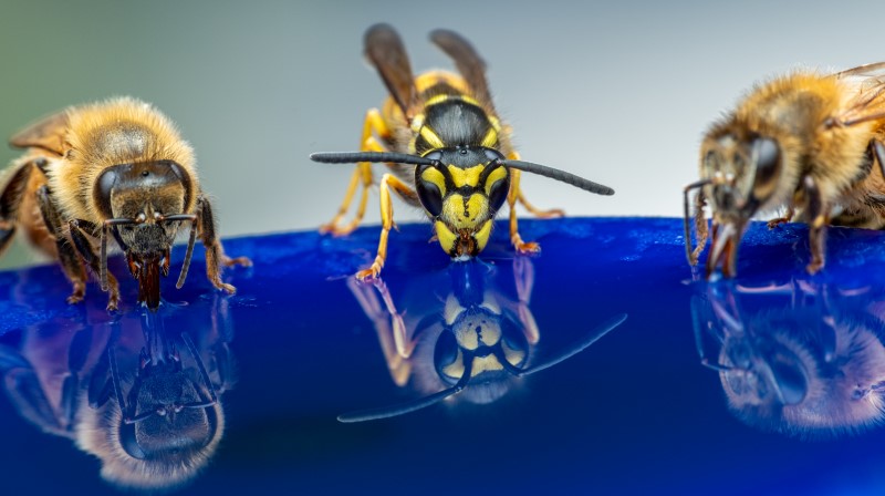 Wespenstich – So lindern Sie schnell die Schmerzen! bienen vs wespen unterschiede