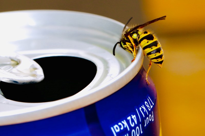 Wespenstich – So lindern Sie schnell die Schmerzen! wespen lieben suesse dinge