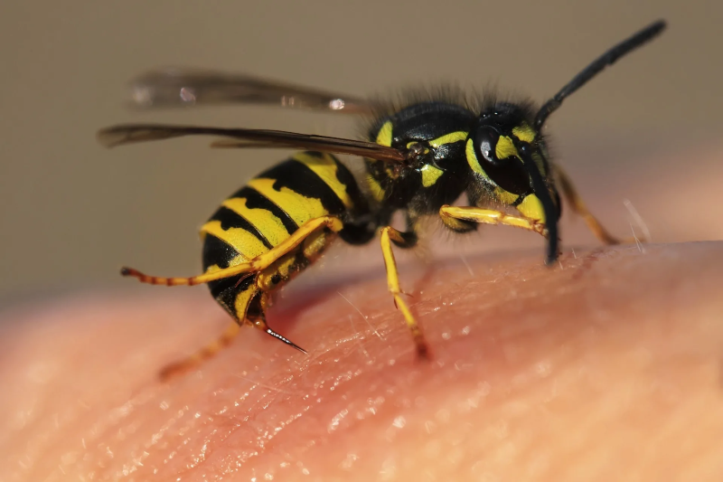 Wespenstich – So lindern Sie schnell die Schmerzen! wespen stechen behandeln