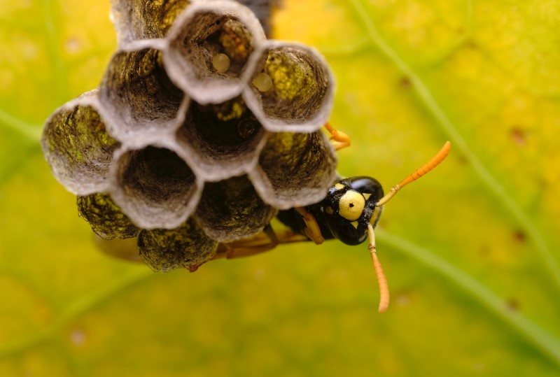 Wespenstich – So lindern Sie schnell die Schmerzen! wespennest erkennen spezialisten rufen