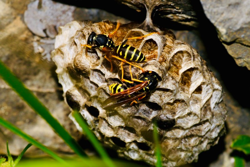 Wespenstich – So lindern Sie schnell die Schmerzen! westen nest an steinwand