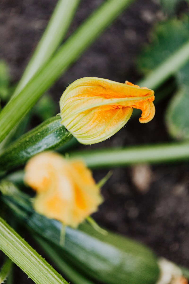 Zucchiniblueten – 2 koestliche Rezeptideen nach italienischer Art blumen an der pflanze erkennen