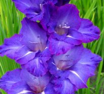 7 Experten-Tipps für bewundernswerte Gladiolen im Garten und in der Vase