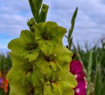 7 Experten-Tipps für bewundernswerte Gladiolen im Garten und in der Vase
