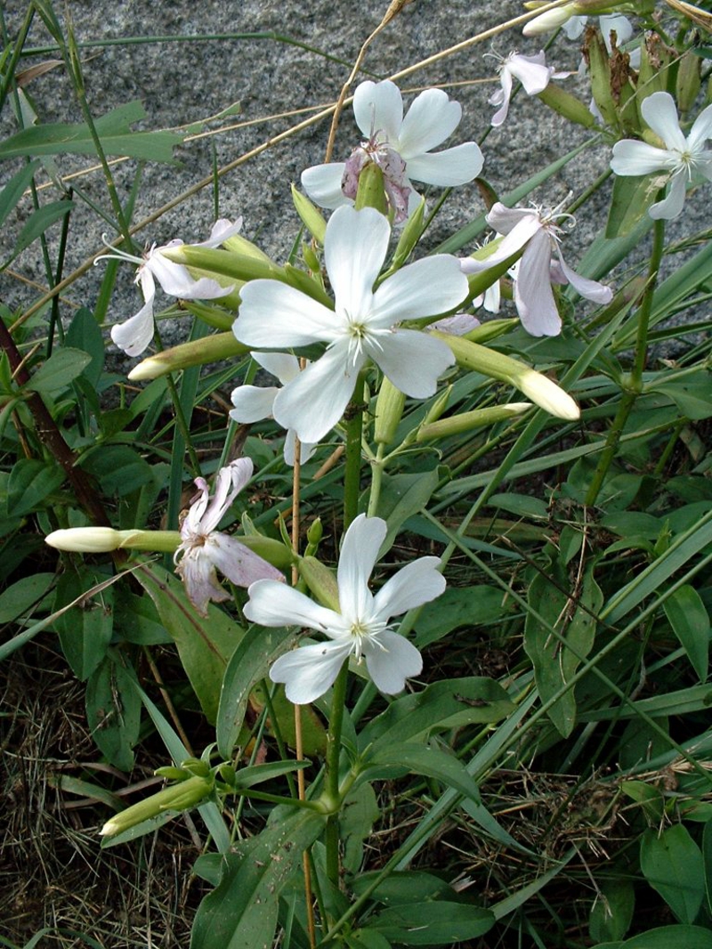 gewöhnliches seifenkraut saponaria officinalis weiße blüten