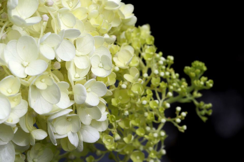 hortensie annabelle kleine weiße einzelblüten
