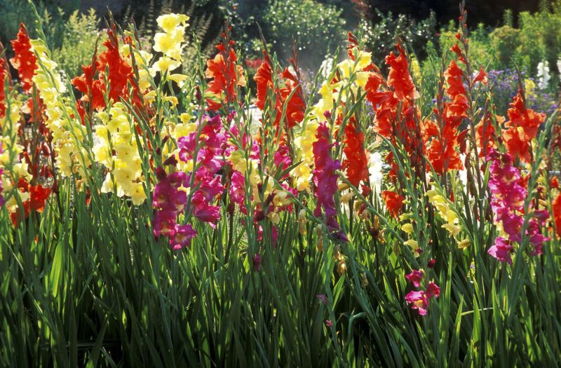 naturgarten mit gladiolen